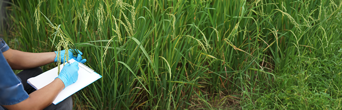 Basmati in India