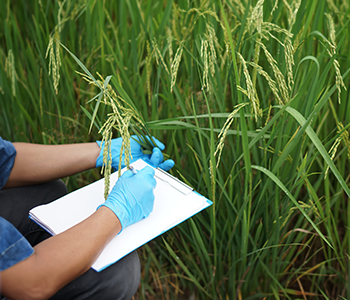 How Basmati in India is Reaping the Rewards of Research?