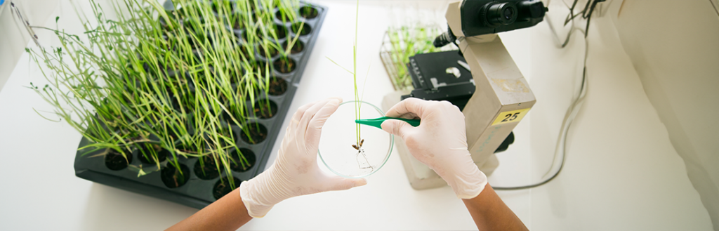 Rice Germination